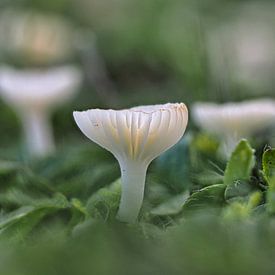 Mushrooms as tea lights by Fokko Muller