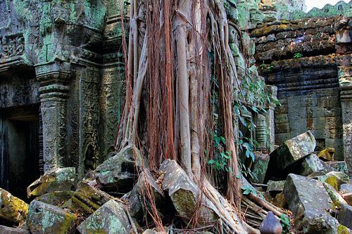 Ta Prohm temple Angkor
