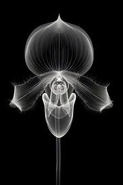 Anatomie der Schönheit von Skyfall