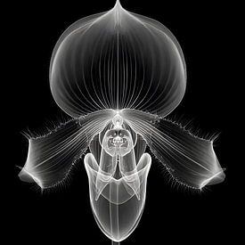 Anatomie van de schoonheid van Skyfall