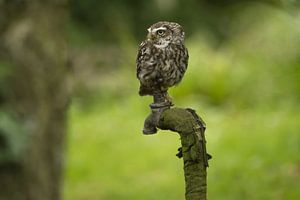 Steenuil op oude waterkraan von Jan Dolfing