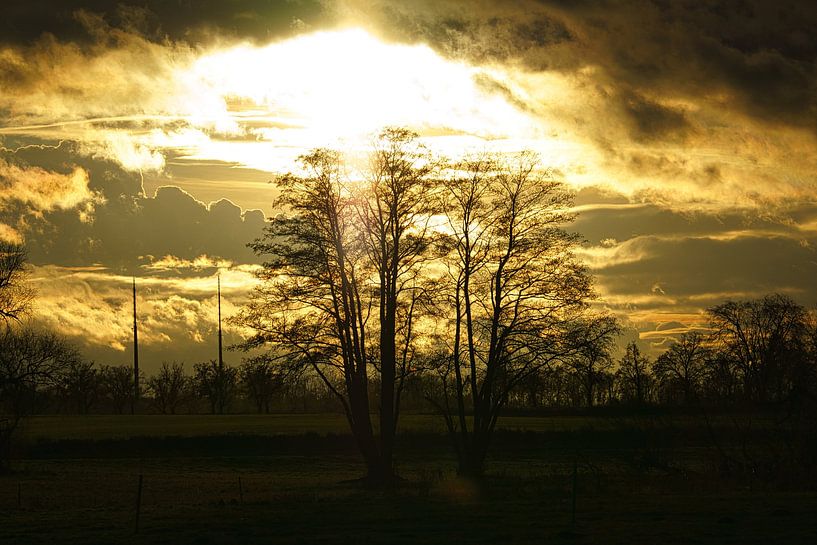 Arbre dans une prairie par temps de brouillard au lever du soleil par Martin Köbsch