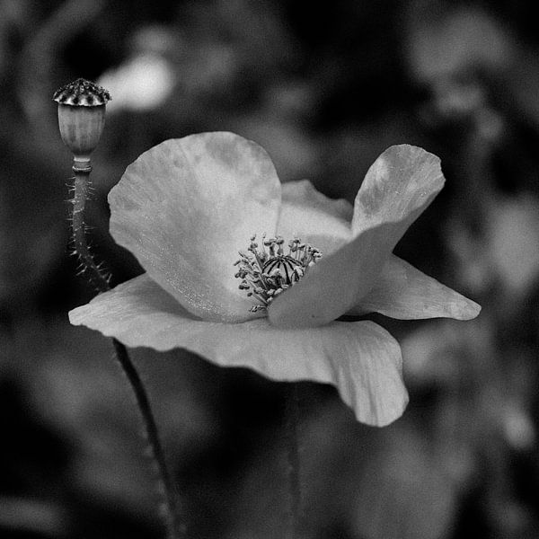 Mohnblume von Jamayla Zimmer