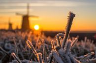 Rijp op de grassprieten in het Nederlandse landschap waar de molens tijdens zonsondergang op de acht par Dennis Dieleman Aperçu