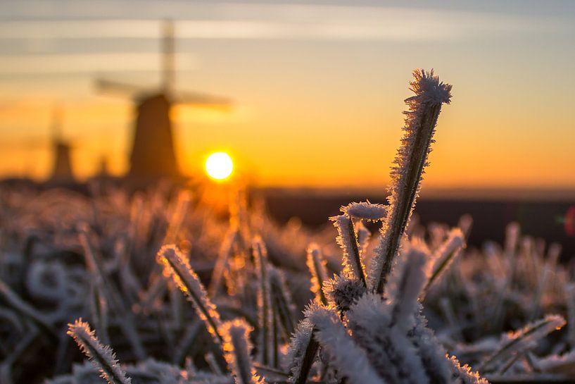 Mill in Holland with frozen grass by Dennis Dieleman