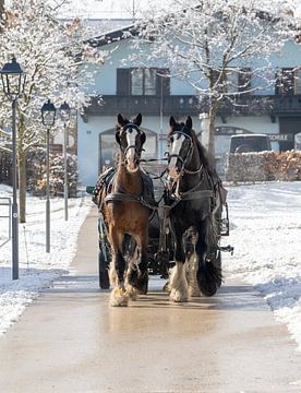 Paarden in Kitzbühel van Becky B. Photography Netherlands