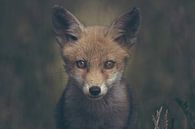 Portret van een jonge vos in de Nederlandse natuur in een dark moody setting van Maarten Oerlemans thumbnail