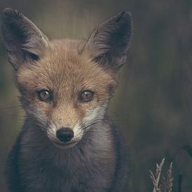 Porträt eines jungen Fuchses in niederländischer Natur in einer dunklen, stimmungsvollen Umgebung von Maarten Oerlemans