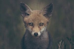 Portret van een jonge vos in de Nederlandse natuur in een dark moody setting