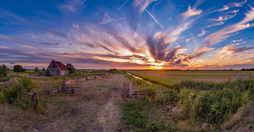 Les moutons de Texel festoient de l'air bizarre de la corne par Texel360Fotografie Richard Heerschap