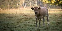 Koe op de vroege ochtend par Mees van den Ekart Aperçu