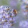 Abeille à miel sur la lavande sur Liliane Jaspers