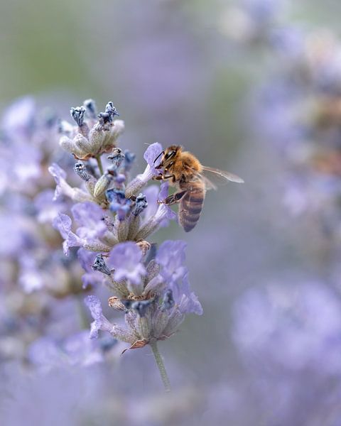 Abeille à miel sur la lavande par Liliane Jaspers