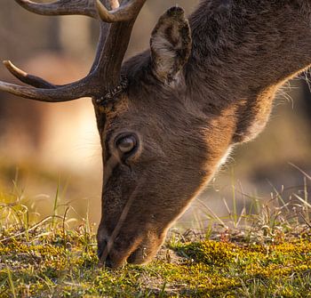 Cerfs dans les dunes d'approvisionnement en eau d'Amsterdam