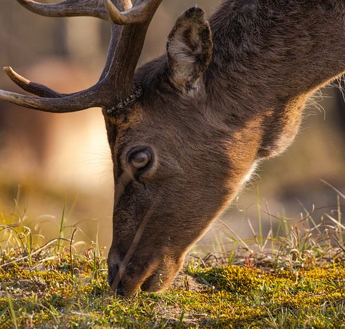 Hirsche in den Dünen der Amsterdamer Wasserversorgung
