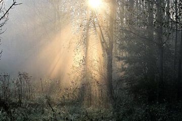 Le soleil du matin sur Marco van de Pol