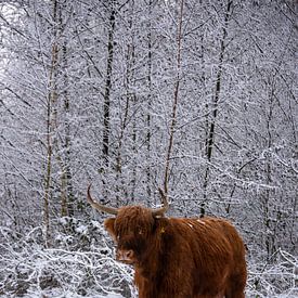 Schottischer Hochländer auf Wanderschaft... von Ans Bastiaanssen