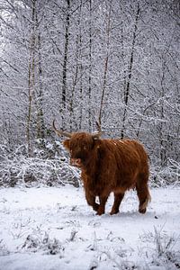 Schottischer Hochländer auf Wanderschaft...