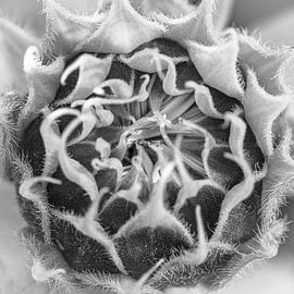 soonsunflower by jeroenstarrenburg