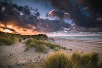 Zonnige Duinen