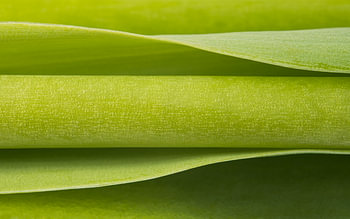 Biophilic Design : Photographie abstraite : Vert horizontal