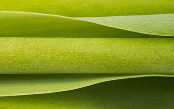 Abstract photography: green