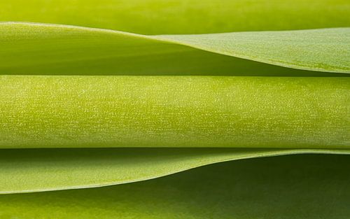 Biophilic Design : Photographie abstraite : Vert horizontal