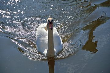 Early morning swan by Frank's Awesome Travels