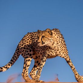 Cheetah van Bart Vodderie