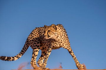 Cheetah by Bart Vodderie