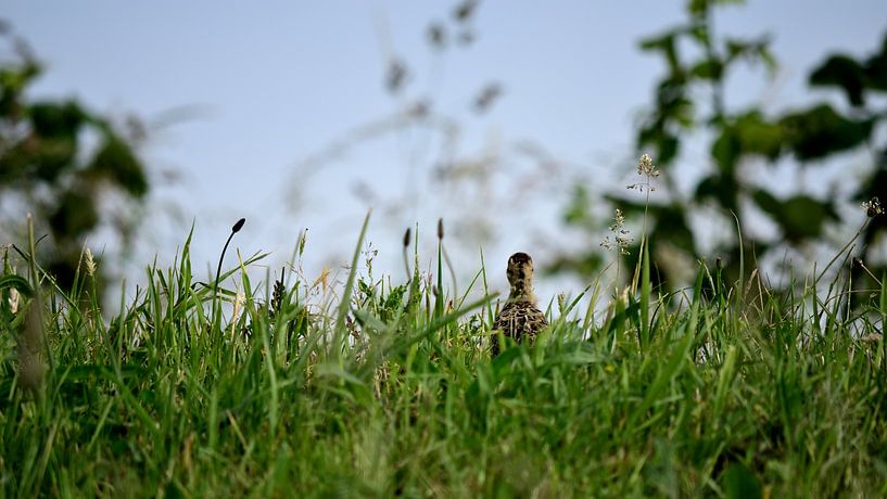 Een kuiken van een fazant in het gras van Gerard de Zwaan