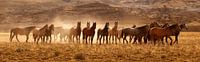 Wild Horses
