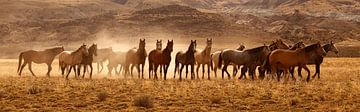 Wild Horses van Gerard Burgstede