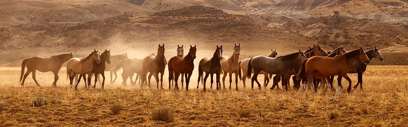 Wild Horses van Gerard Burgstede