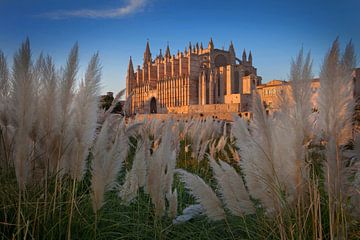 Palma de Mallorca cathedral in evening light. by Albert Brunsting