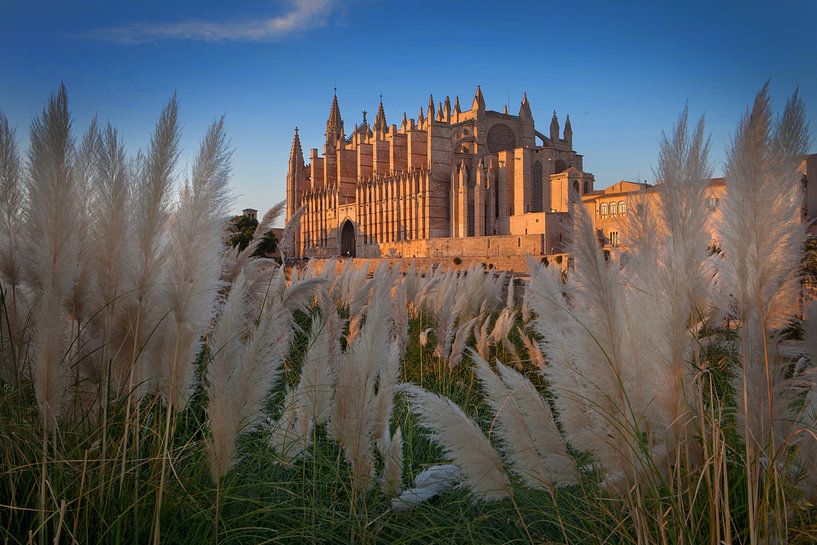 Palma de Mallorca cathedral in evening light. by Albert Brunsting