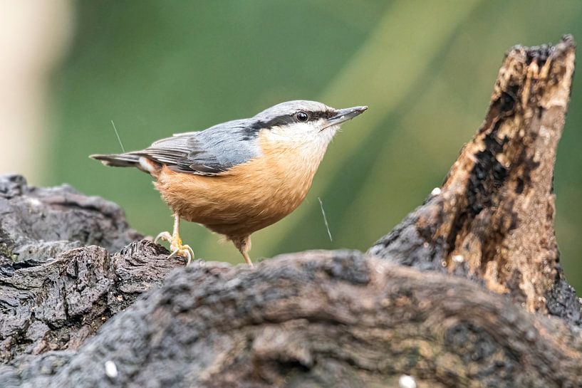 Boomklever van Merijn Loch