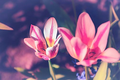 Dames Tulp - Kleurrijke Bloem Kracht Lelies