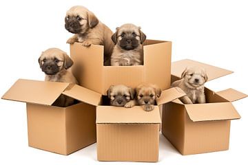 viele kleine Hundewelpen in einem Karton auf weißen Hintergrund