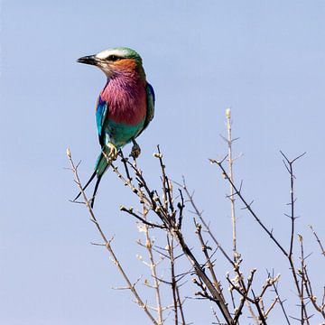 Gabelracke von Poster Art Shop