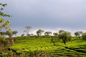 Plantation de thé à Malang sur Kaya de la Rambelje Photography