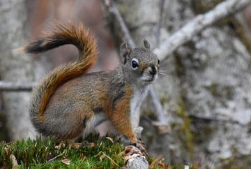 A red squirrel in the trap by Claude Laprise