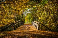 Een brug in de herfst kleuren