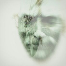 In Dreams van Maikel van der Beek