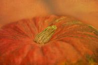 Pumpkin von Anne Seltmann Miniaturansicht