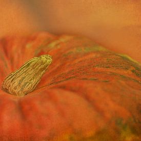 Pumpkin by Anne Seltmann