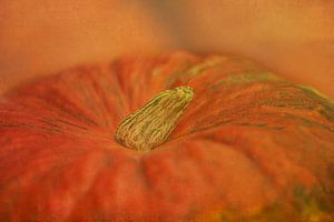 Pumpkin von Anne Seltmann
