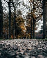 Kies und Bäume