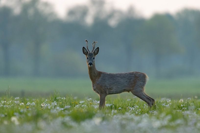 Tiere von Els fontein