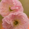 roze voorjaar bloem van Frank Broenink